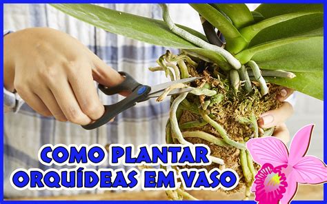 como plantar orquídea-1